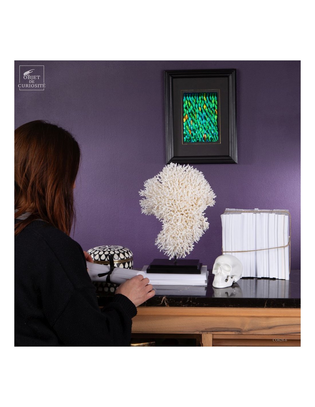 Corail pics nids SERIATOPORA HYSTRIX,... Corail pics nids SERIATOPORA HYSTRIX,...