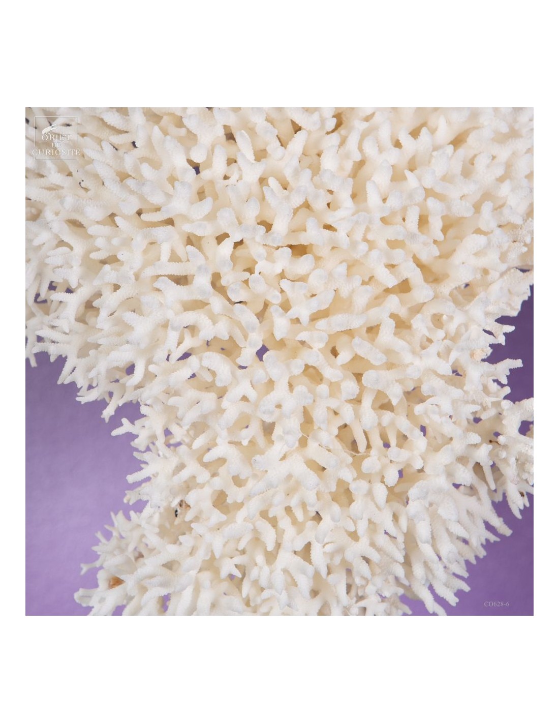 Corail pics nids SERIATOPORA HYSTRIX,... Corail pics nids SERIATOPORA HYSTRIX,...