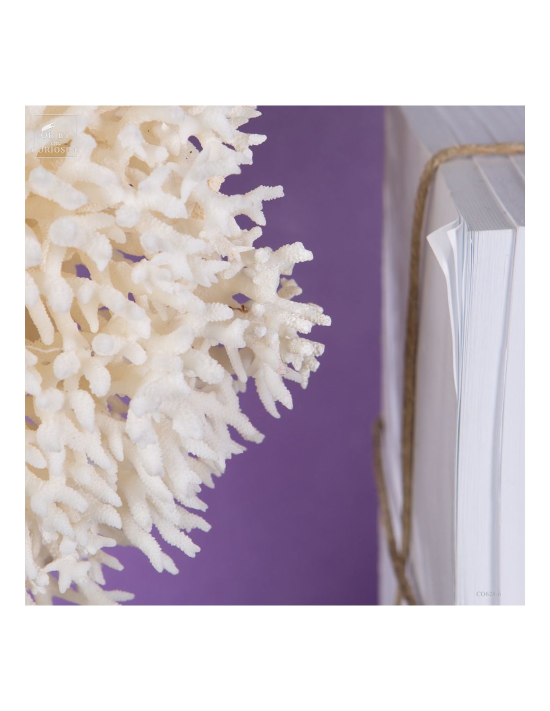 Corail pics nids SERIATOPORA HYSTRIX,... Corail pics nids SERIATOPORA HYSTRIX,...