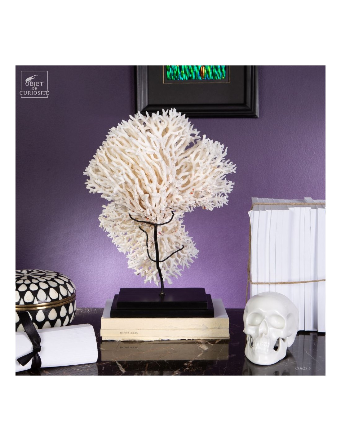 Corail pics nids SERIATOPORA HYSTRIX,... Corail pics nids SERIATOPORA HYSTRIX,...