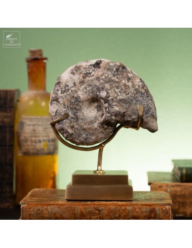 Goniatite à pics sur base laiton Goniatite à pics sur base laiton