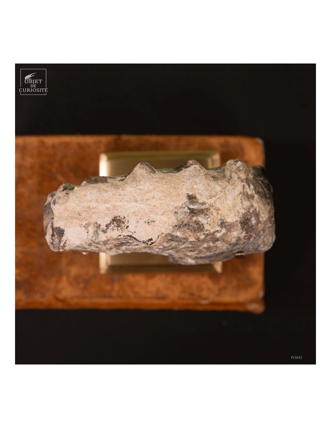 Goniatite à pics sur base laiton Goniatite à pics sur base laiton