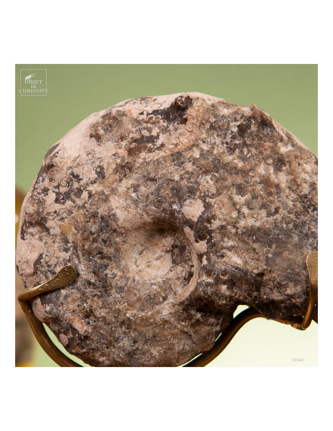 Goniatite à pics sur base laiton Goniatite à pics sur base laiton