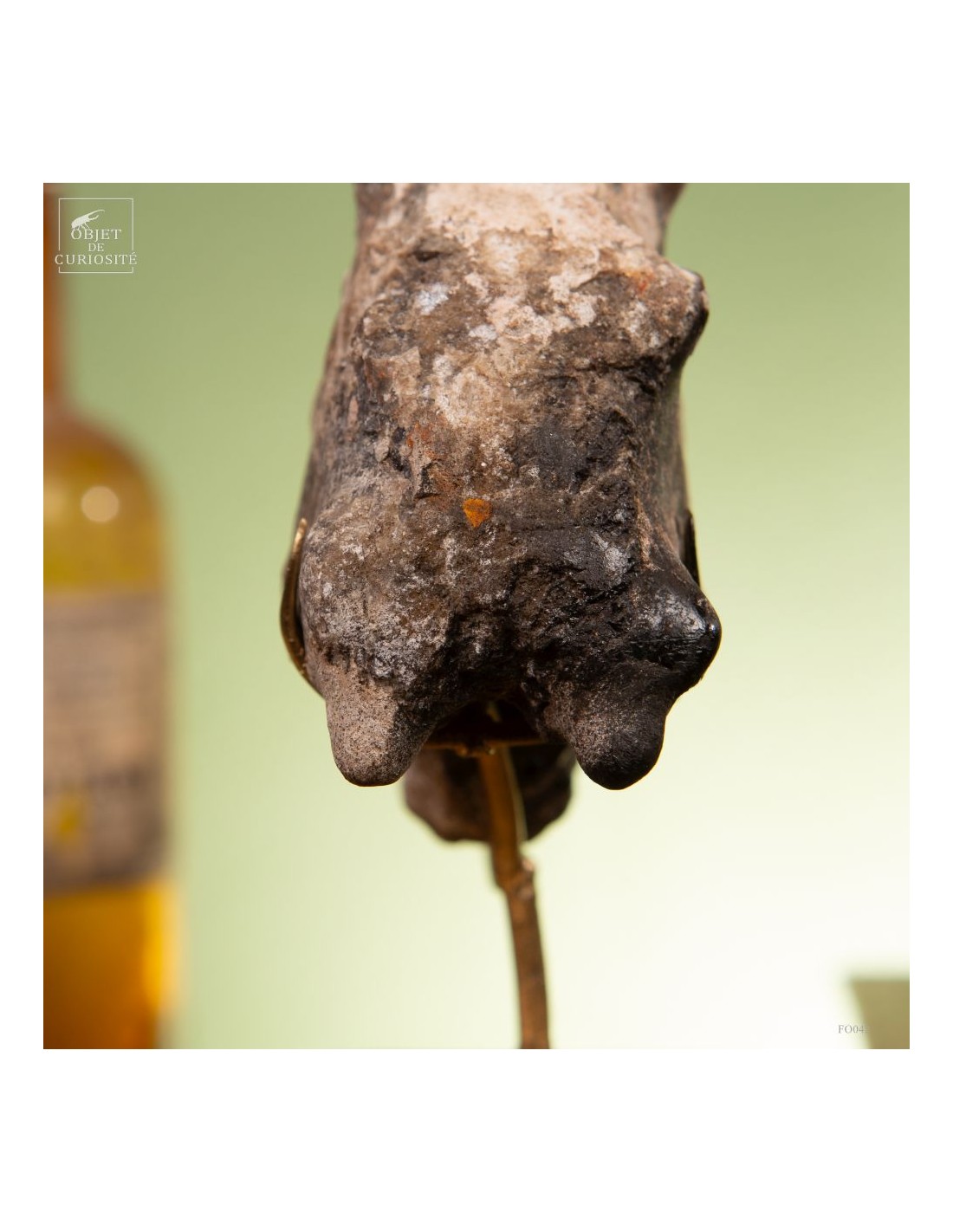 Goniatite à pics sur base laiton Goniatite à pics sur base laiton