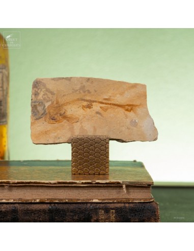 Poisson fossile sur cube