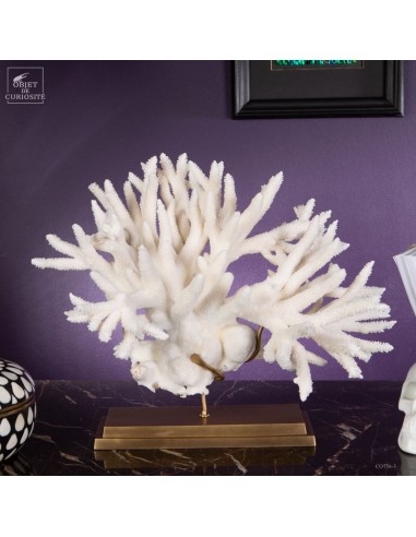 White coral -ACROPORA NOBILIS-