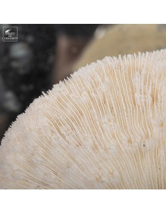 Corail blanc Bowl... 2