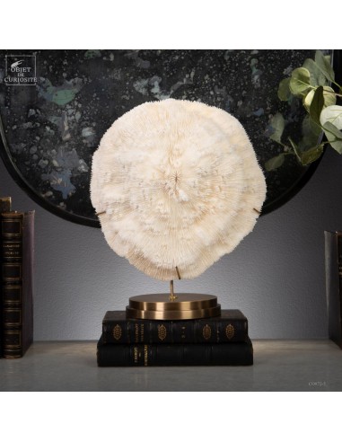 White coral HALOMITRA PILEUS, brass base
