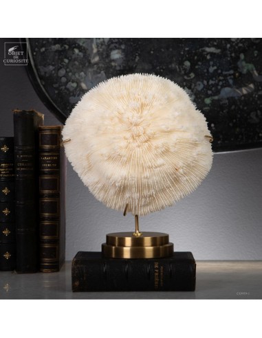 White coral HALOMITRA PILEUS, brass base