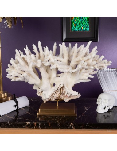 White coral- ACROPORA NOBILIS