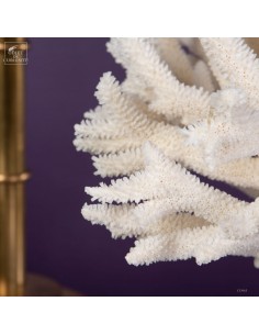 White coral- ACROPORA NOBILIS 2