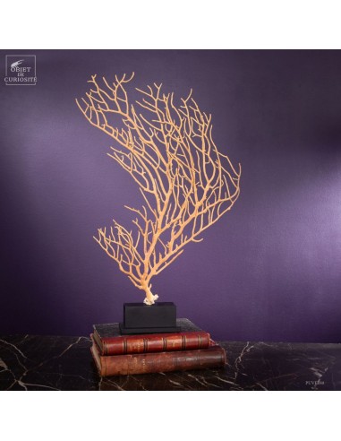 Beige Gorgonian (Leptogorgia alba) on... Beige Gorgonian (Leptogorgia alba) on...