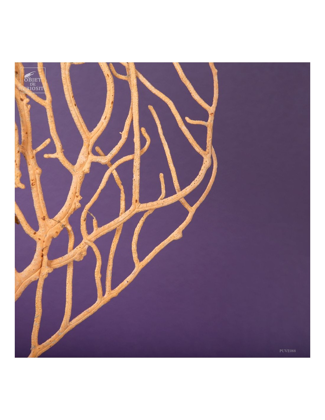 Beige Gorgonian (Leptogorgia alba) on... Beige Gorgonian (Leptogorgia alba) on...