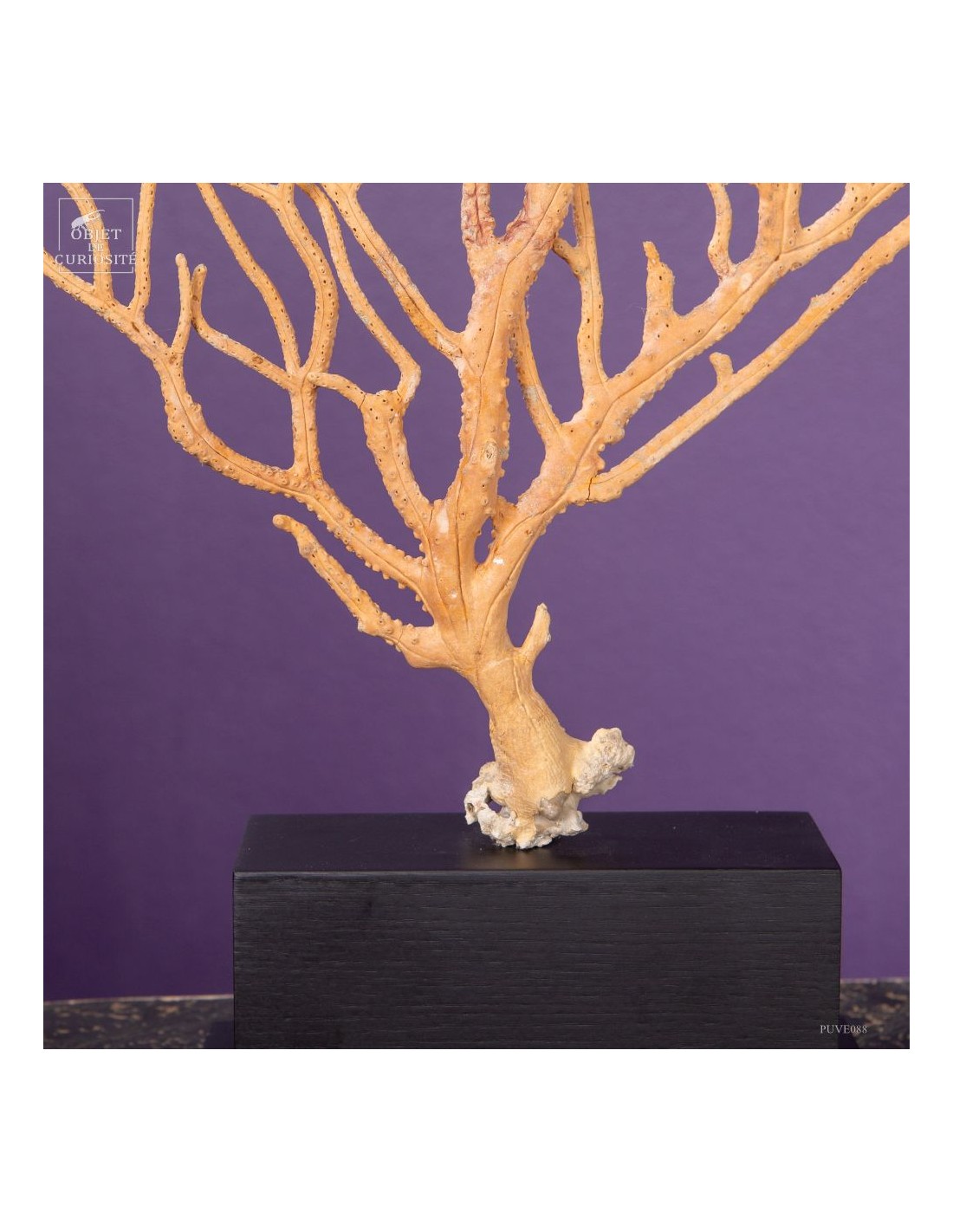 Beige Gorgonian (Leptogorgia alba) on... Beige Gorgonian (Leptogorgia alba) on...