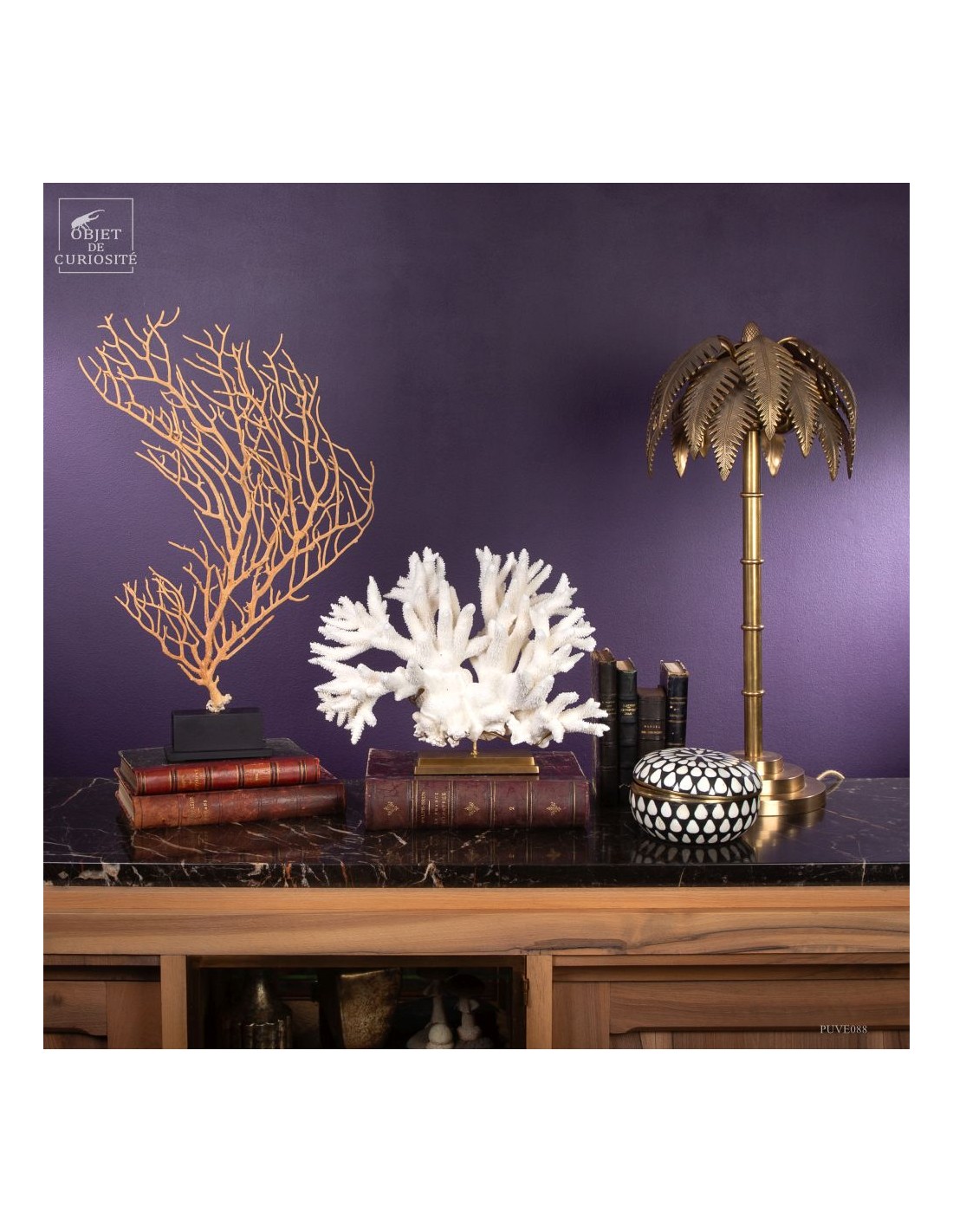 Beige Gorgonian (Leptogorgia alba) on... Beige Gorgonian (Leptogorgia alba) on...