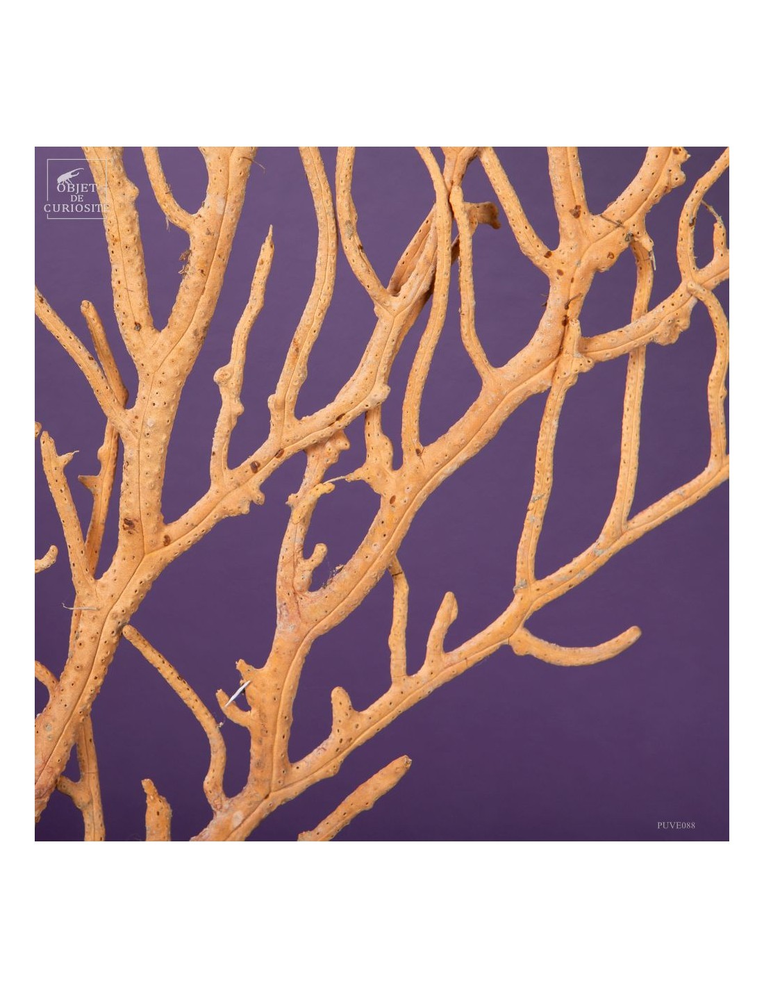 Beige Gorgonian (Leptogorgia alba) on... Beige Gorgonian (Leptogorgia alba) on...