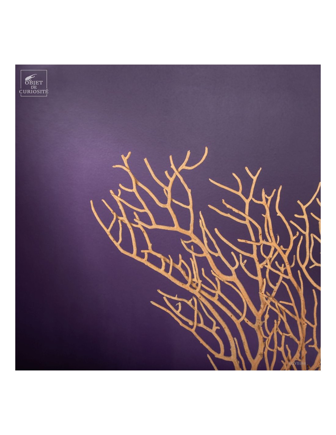 Beige Gorgonian (Leptogorgia alba) on... Beige Gorgonian (Leptogorgia alba) on...