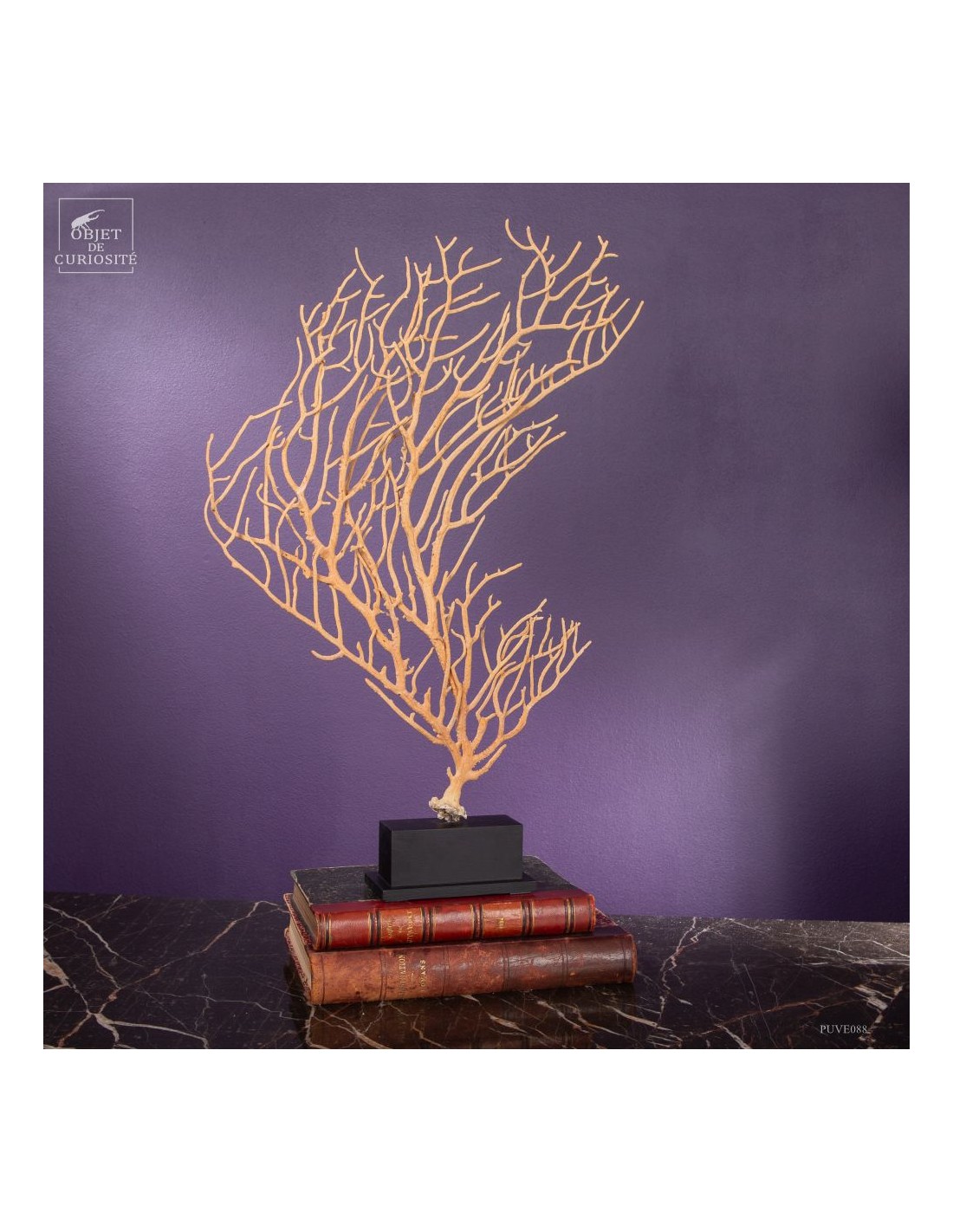 Beige Gorgonian (Leptogorgia alba) on... Beige Gorgonian (Leptogorgia alba) on...