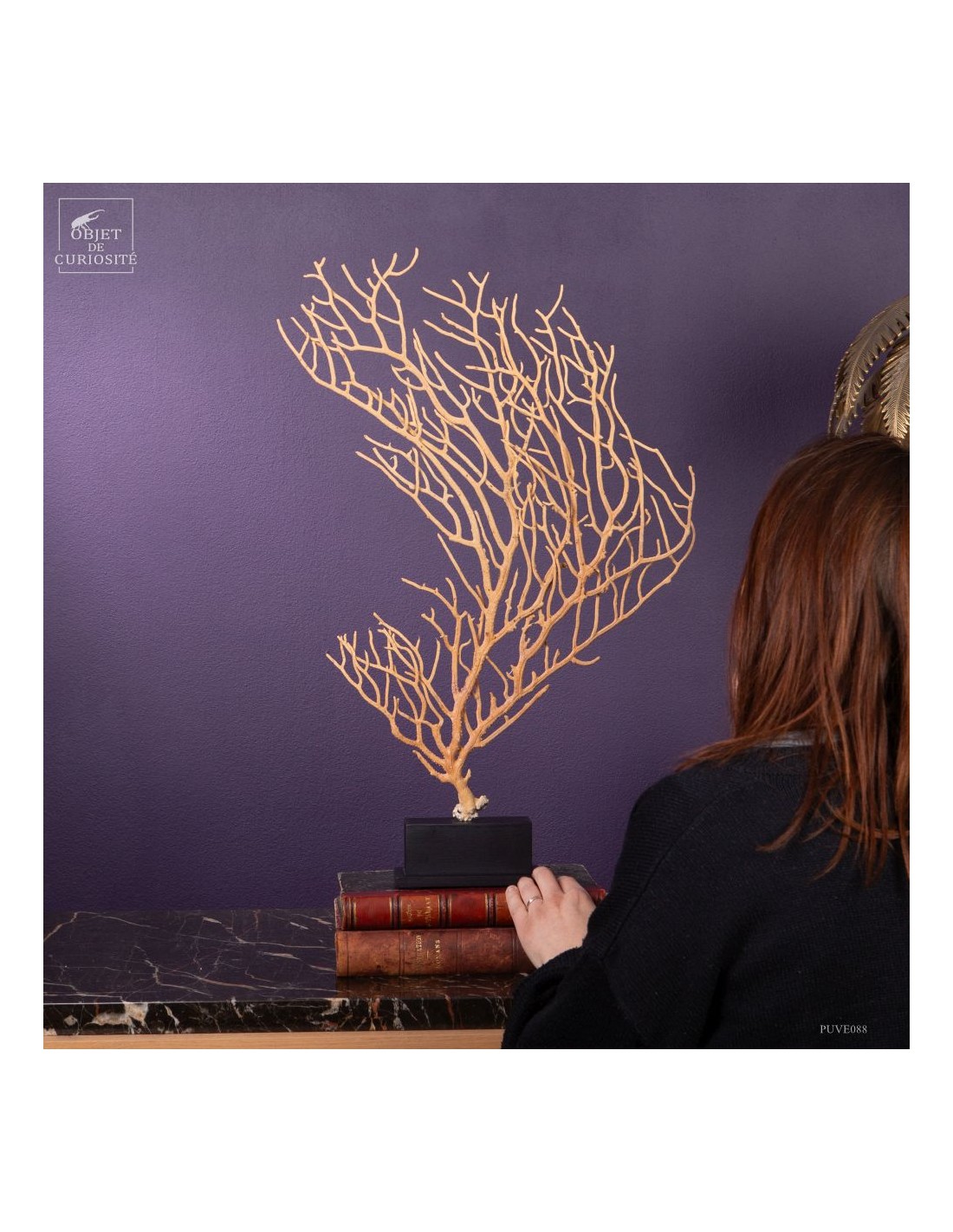 Beige Gorgonian (Leptogorgia alba) on... Beige Gorgonian (Leptogorgia alba) on...