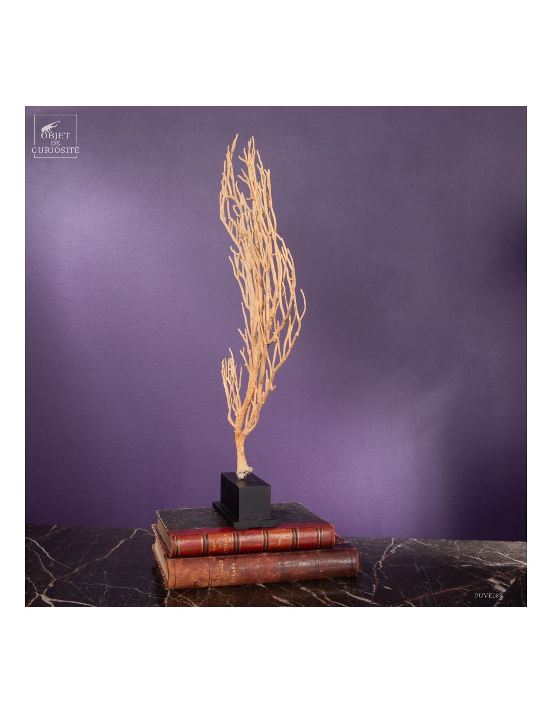 Beige Gorgonian (Leptogorgia alba) on... Beige Gorgonian (Leptogorgia alba) on...