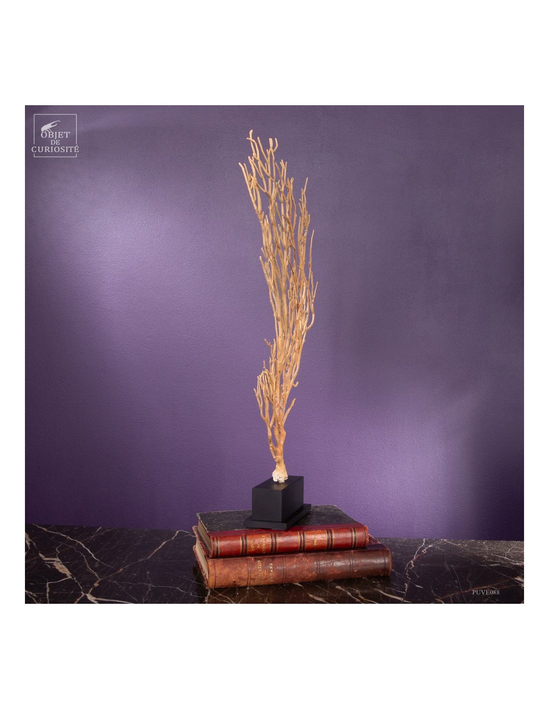 Beige Gorgonian (Leptogorgia alba) on... Beige Gorgonian (Leptogorgia alba) on...