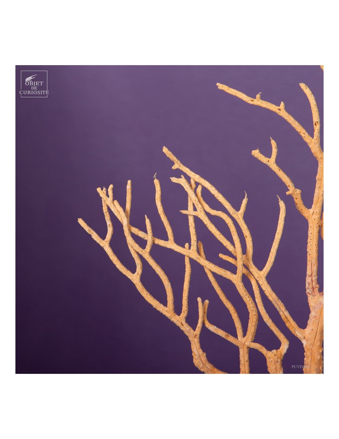 Beige Gorgonian (Leptogorgia alba) on... Beige Gorgonian (Leptogorgia alba) on...