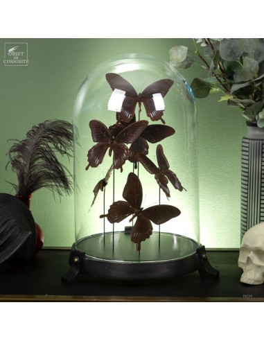 6 butterflies DEIPHOBUS under glass...