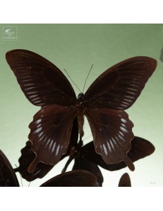 6 butterflies DEIPHOBUS... 2