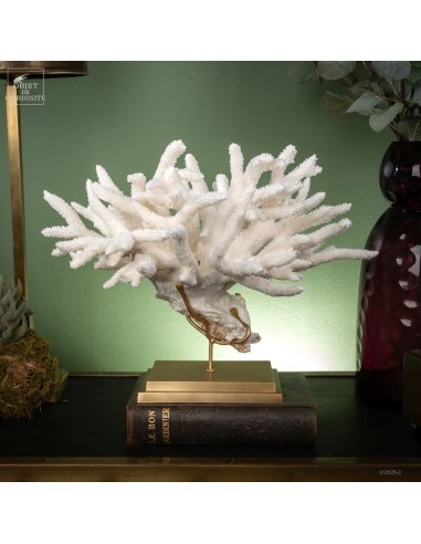 Corail blanc staghorn - ACROPORA NOBILIS