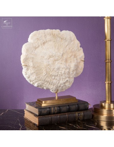 Corail blanc Bowl  HALOMITRA PILEUS