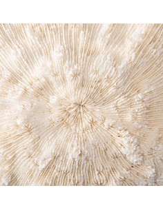 White coral HALOMITRA PILEUS 2