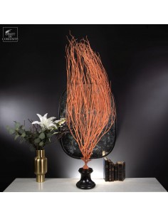 Flame Sea Fan on Black...