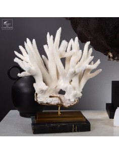 White coral- ACROPORA...