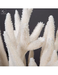 White coral- ACROPORA... 2