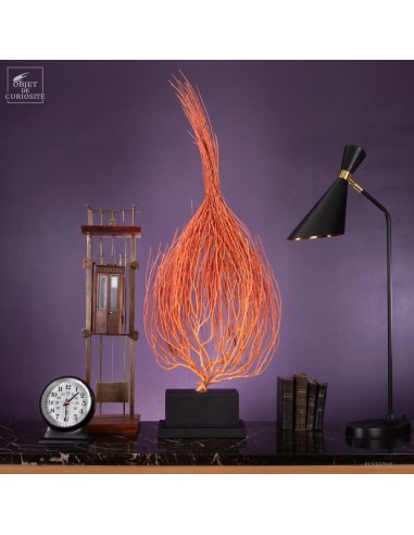 Gorgone Flamme (Ellisella grandis) Gorgone Flamme (Ellisella grandis)