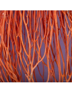 Flame Sea Fan on Black... 2