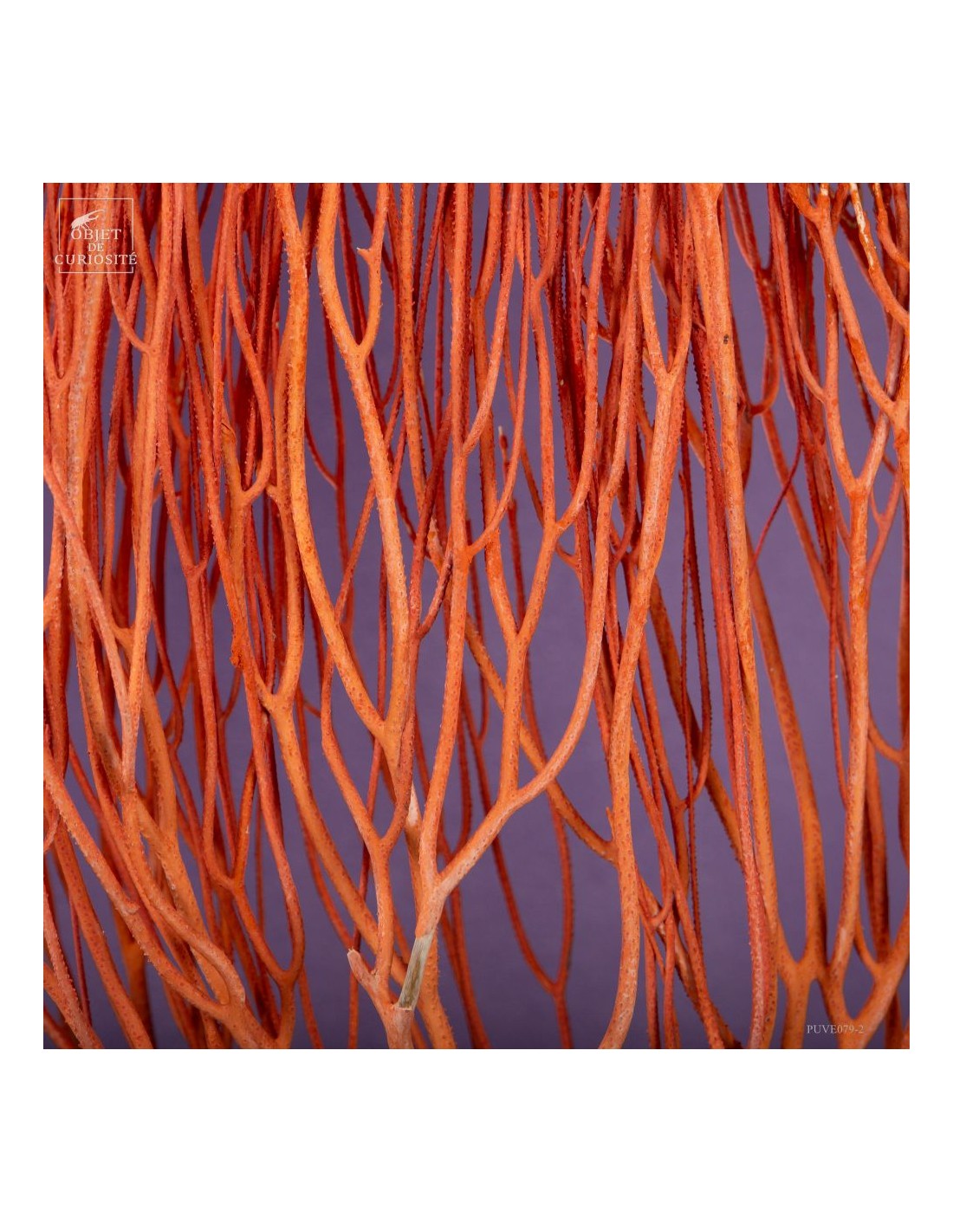 Gorgone Flamme (Ellisella grandis) Gorgone Flamme (Ellisella grandis)