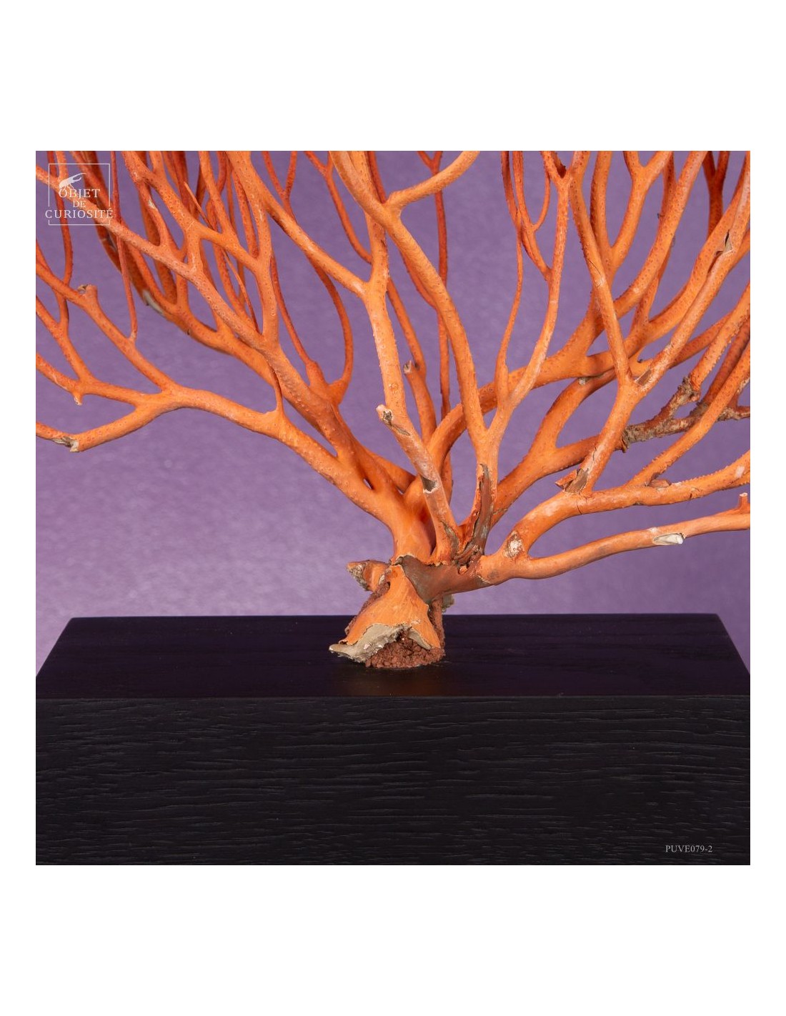 Gorgone Flamme (Ellisella grandis) Gorgone Flamme (Ellisella grandis)