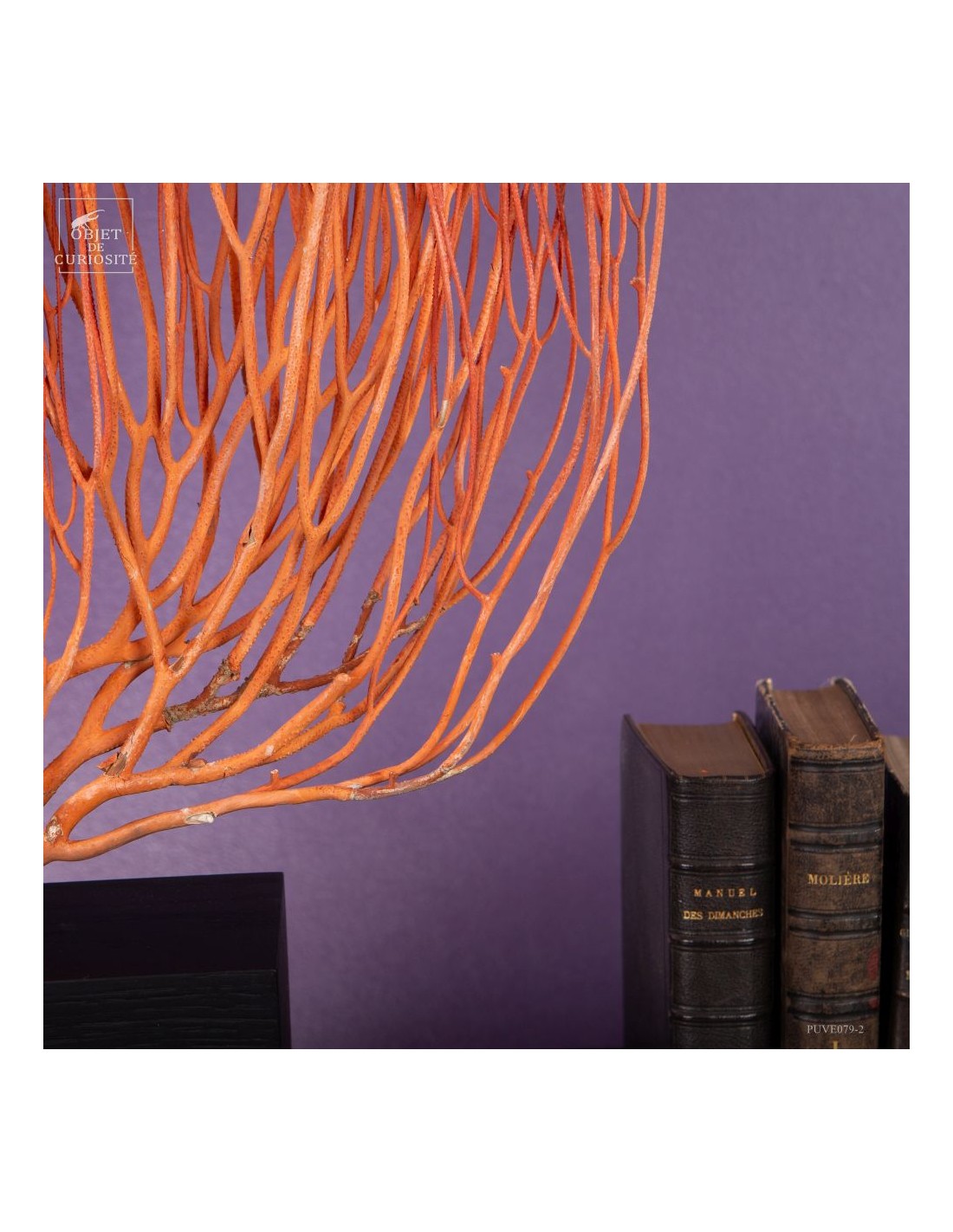 Gorgone Flamme (Ellisella grandis) Gorgone Flamme (Ellisella grandis)