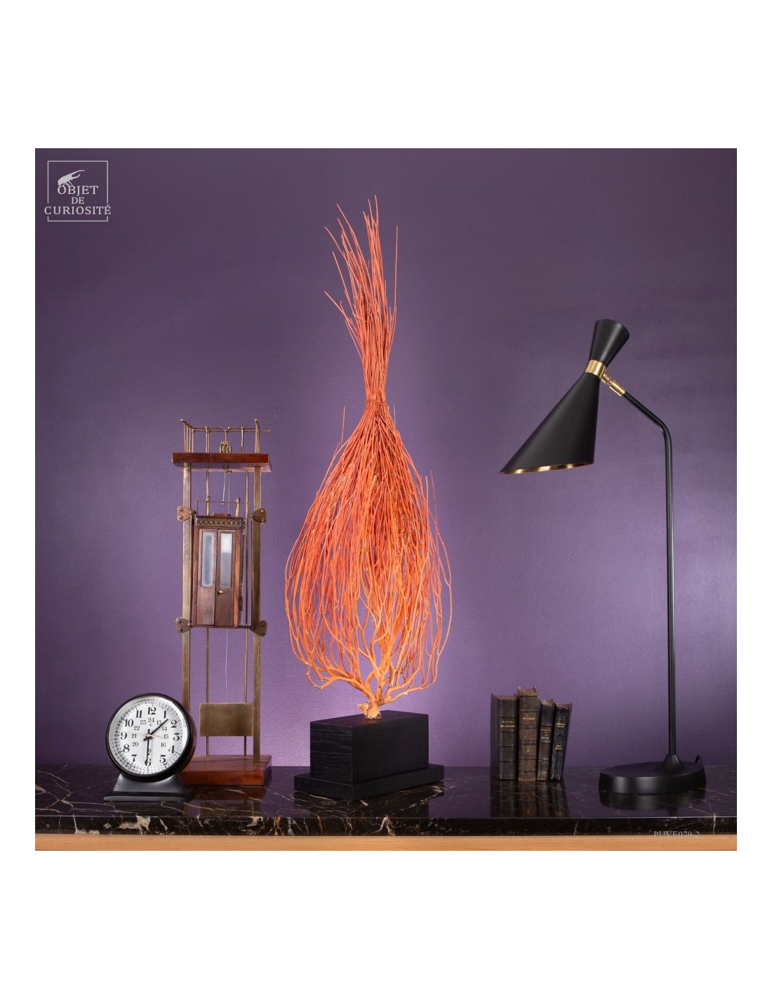 Gorgone Flamme (Ellisella grandis) Gorgone Flamme (Ellisella grandis)