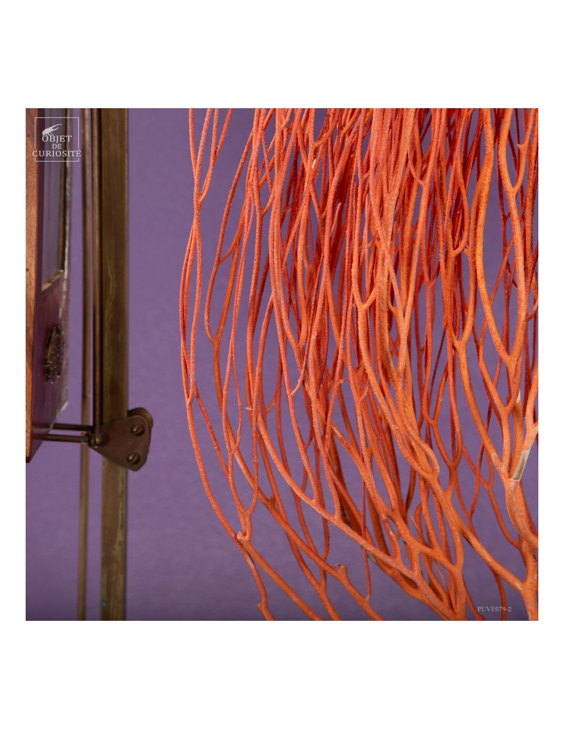 Gorgone Flamme (Ellisella grandis) Gorgone Flamme (Ellisella grandis)