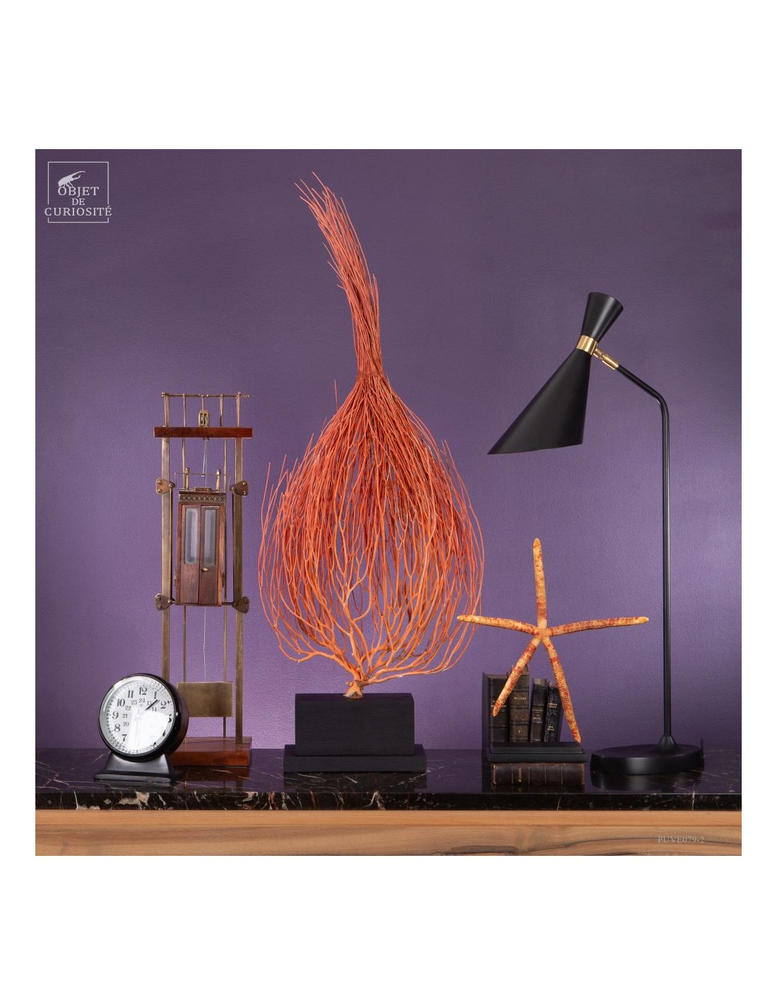 Gorgone Flamme (Ellisella grandis) Gorgone Flamme (Ellisella grandis)