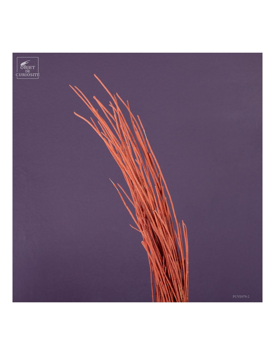 Gorgone Flamme (Ellisella grandis) Gorgone Flamme (Ellisella grandis)