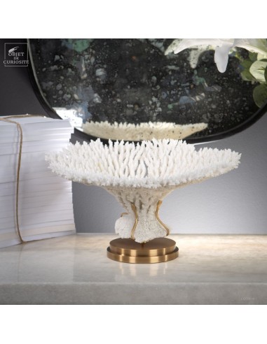 Corail blanc Table sp. ACROPORA...