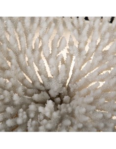 Corail blanc Table sp.... 2