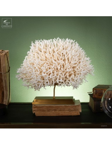 White coral SERIATOPORA HYSTRIX