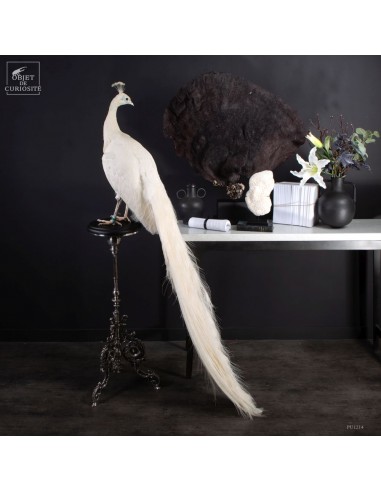White Peacock Taxidermy on Baroque...