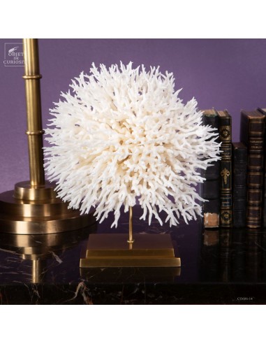 White coral SERIATOPORA HYSTRIX