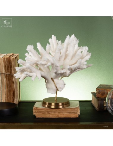 White coral -ACROPORA NOBILIS-