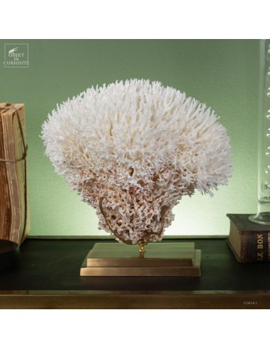 Corail pics nids SERIATOPORA HYSTRIX